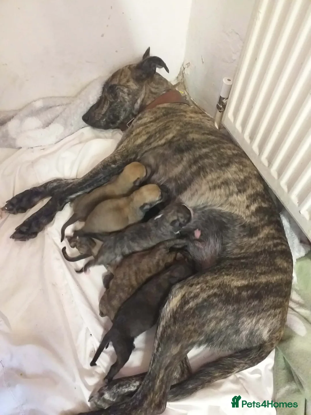 Lurcher dogs for sale: Lurcher puppy's  in Barnsley - Advert 6