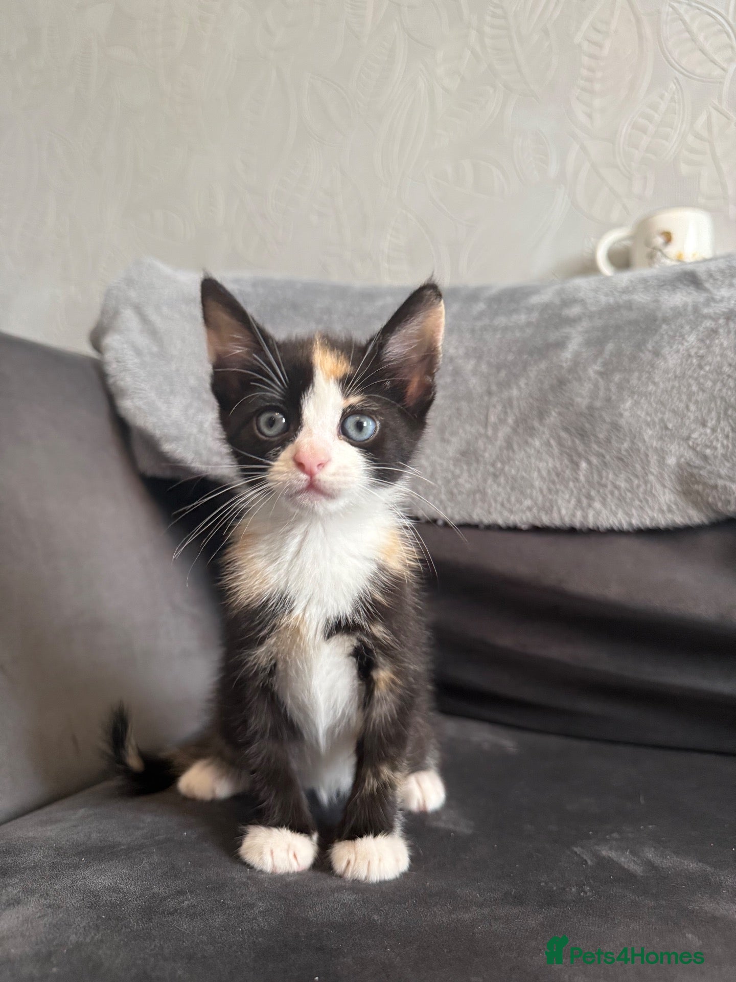 Domestic Shorthair cats 4 Adorable Domestic Shorthair Kittens - Advert 17
