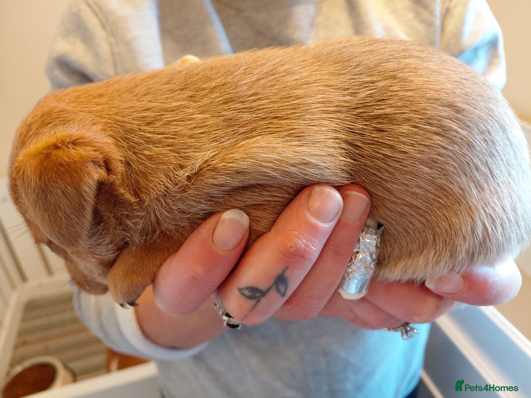 Jack Russell dogs for sale: Jack Russell Puppies - Image 9