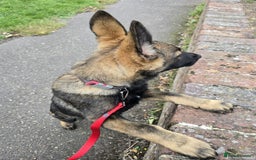 German Shepherd dogs for sale: German shepherd  - Image 2