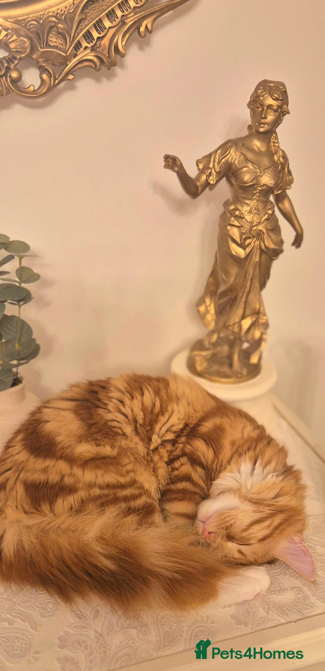 Turkish Angora cats for sale: Ginger Turkish Angora- looking for a new home♡ - Advert 4