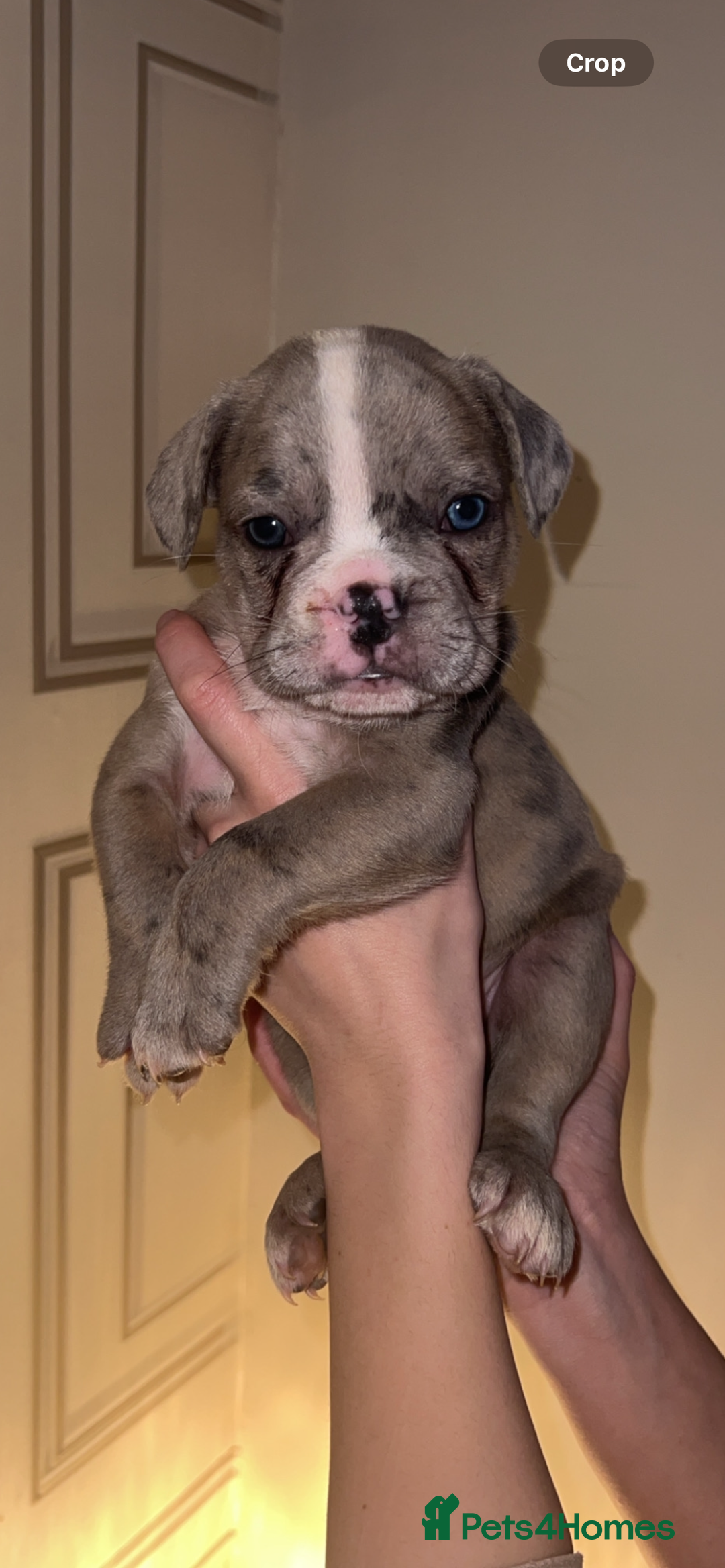 French Bulldog dogs for sale: ‼️ALL PUPS NOW SOLD‼️⭐️🔥FREELANCEBULLDOGS🔥⭐️ in Doncaster - Image 1