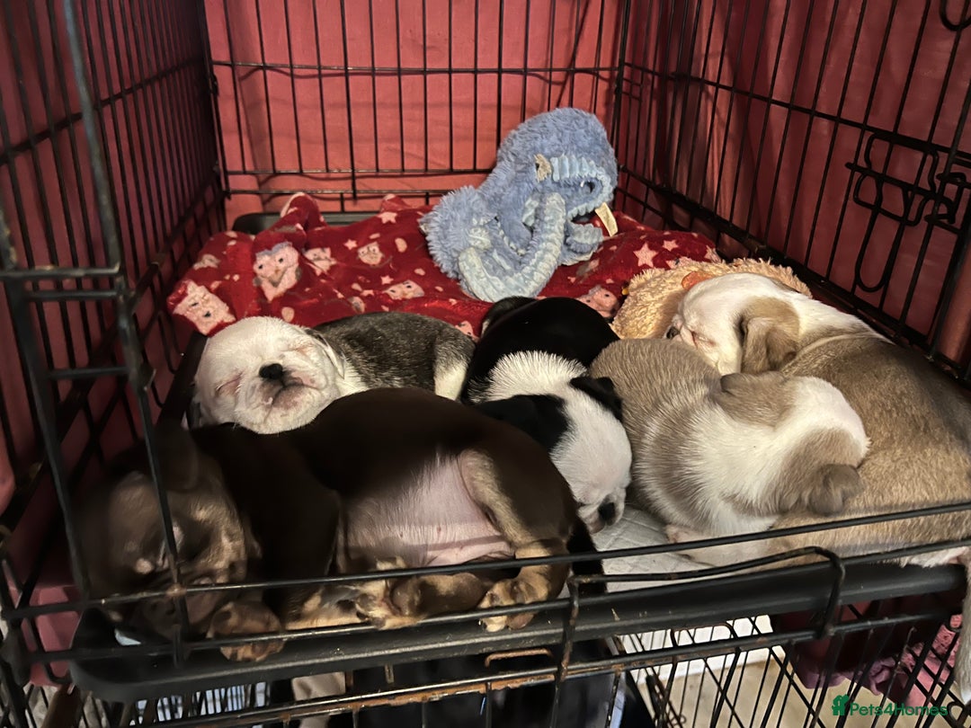 Pug dogs for sale: Kc reg male pug puppies - Advert 2