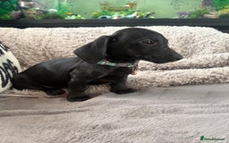 Dachshund dogs for sale: Dachshund puppy male - Advert 8