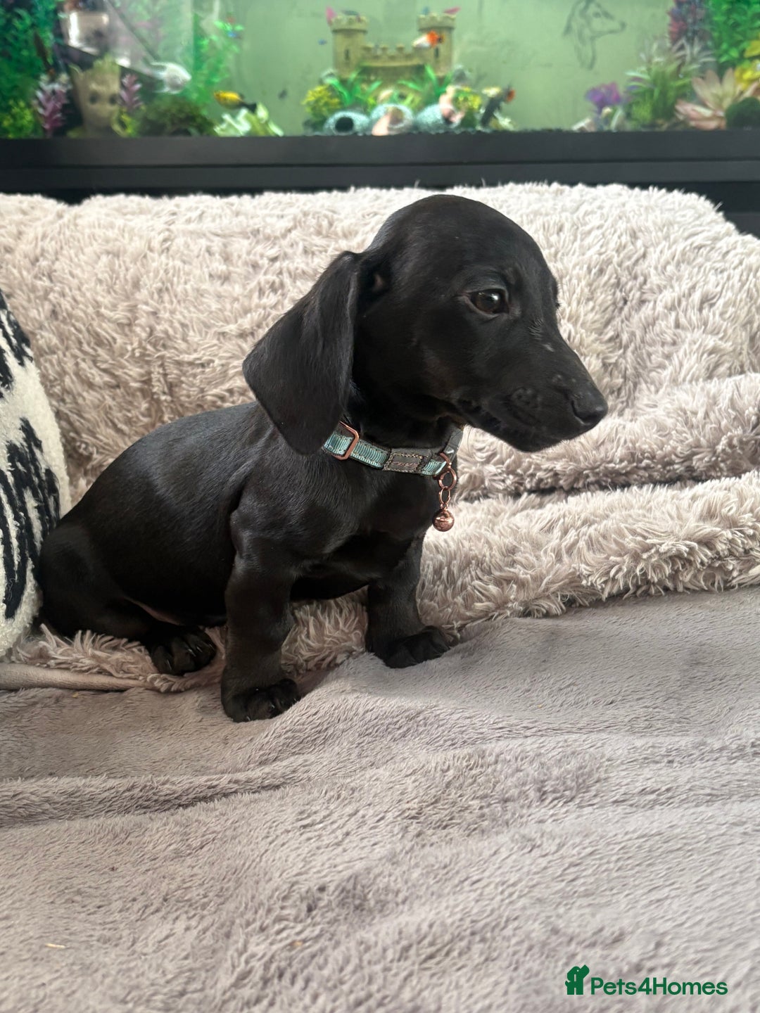 Dachshund dogs for sale: Dachshund puppy male - Advert 8