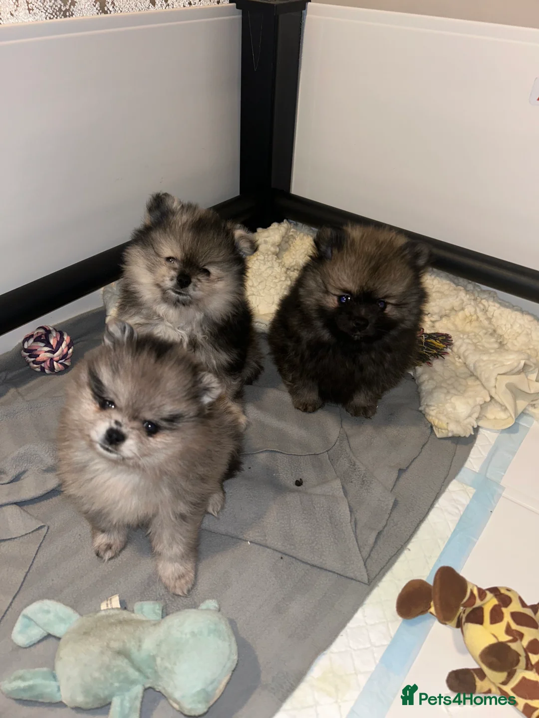 Pomeranian dogs for stud: Chocolate Merle Stud Health Tested in Dartford - Advert 22