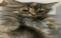 Ragdoll cats for sale: Ragdoll X  - Image 11