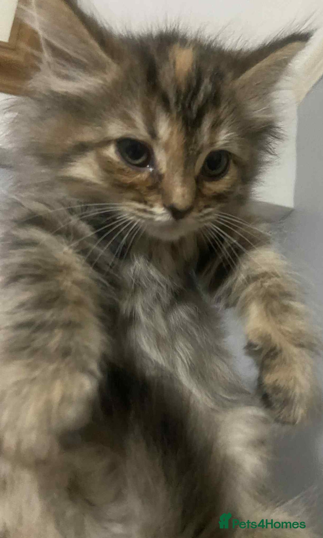 Ragdoll cats for sale: Ragdoll X  - Image 11