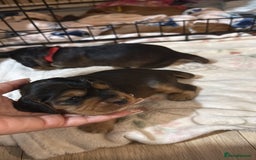 Cocker Spaniel dogs for sale: Gorgeously adorable Show Cocker Spaniels - Advert 16