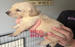Golden Retriever dogs for sale: Quality KC golden retriever puppies  - Image 12