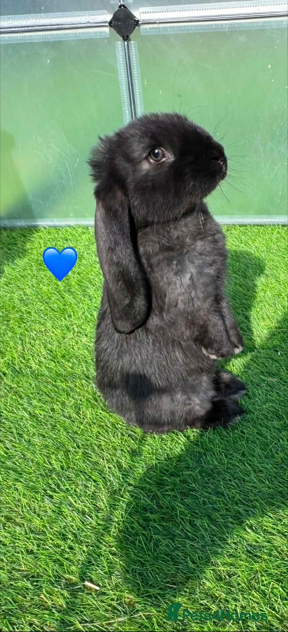 French Lop rabbits French lop - Advert 2