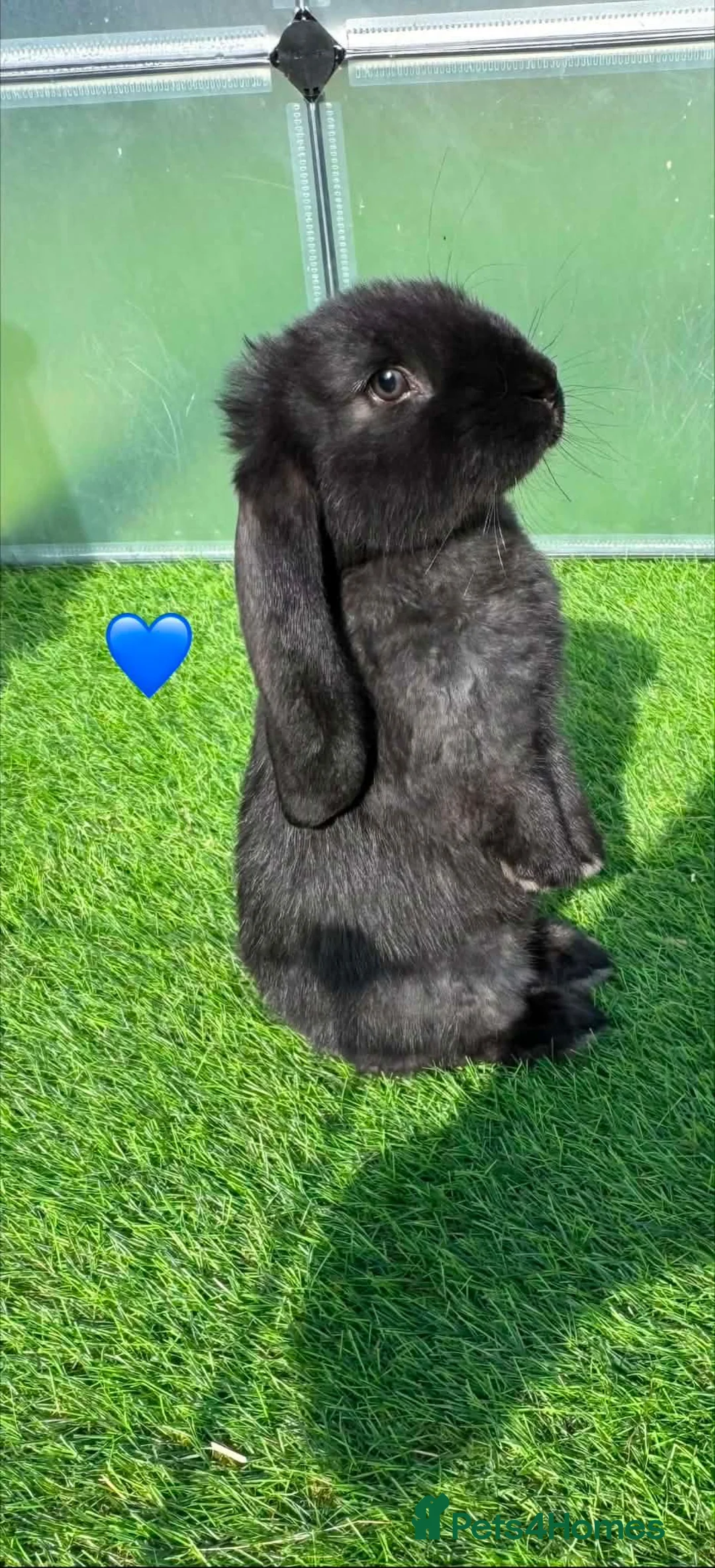 French Lop rabbits for sale: French lop - Advert 2