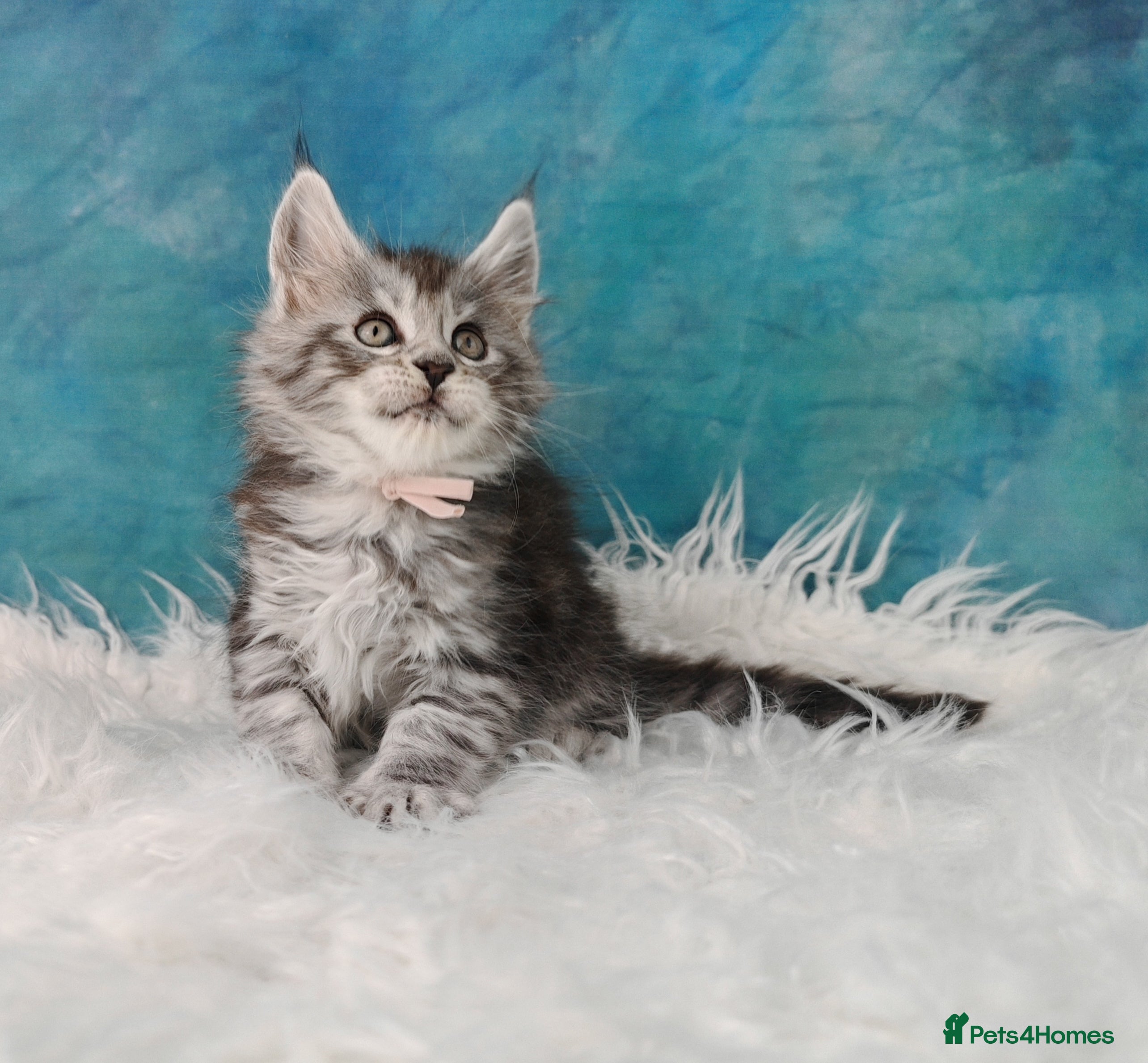 Maine Coon cats Shaded line Maine Coon kittens - Advert 9