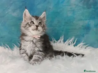 Maine Coon cats Shaded line Maine Coon kittens - Advert 9