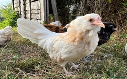 Chickens poultry for sale: Rare Breed Thuringian Chamois & Black Chickens  - Image 10