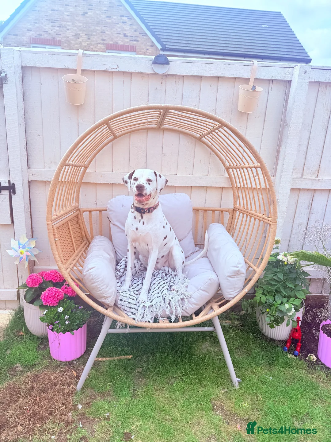 Dalmatian dogs for sale: Dalmatian litter due end October start November.  - Advert 4