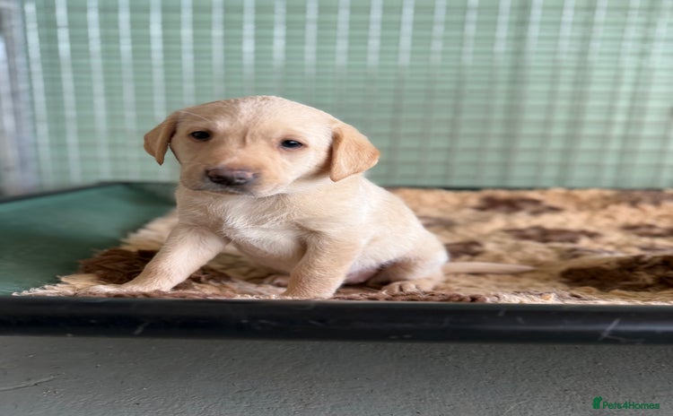 Labrador Retriever dogs - Advert 3
