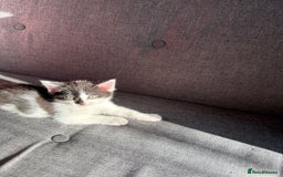 Mixed Breed cats for sale: Black and white kittens  - Image 13