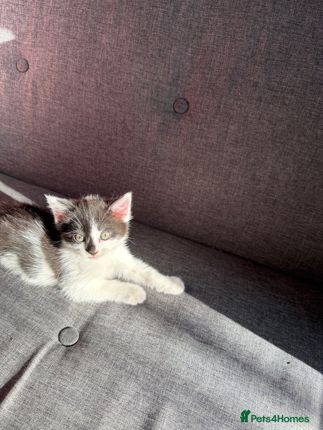Mixed Breed cats for sale: Black and white kittens  - Image 13