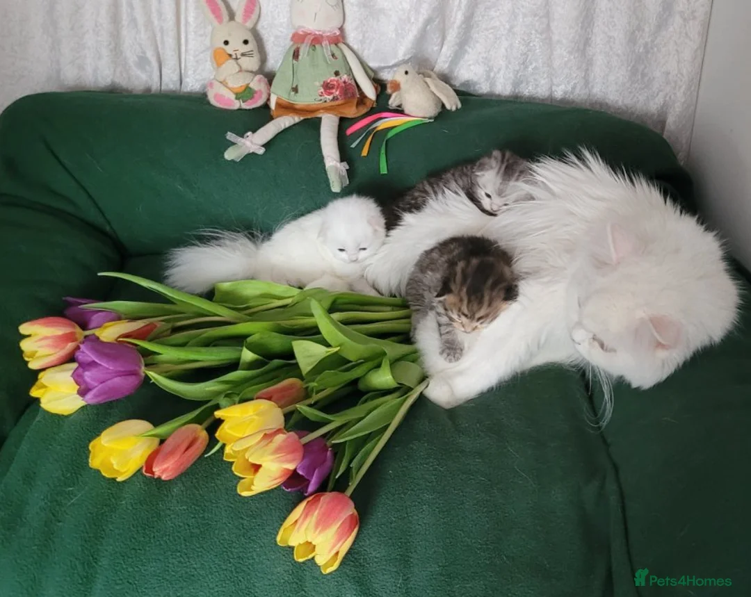 British Longhair cats for sale: British Longhair and Shorthair. Pure white.HEALTHY - Advert 1