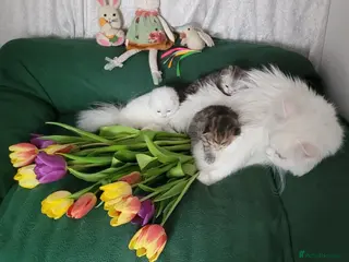 British Longhair cats British Longhair and Shorthair. Pure white & tabby - Advert 1