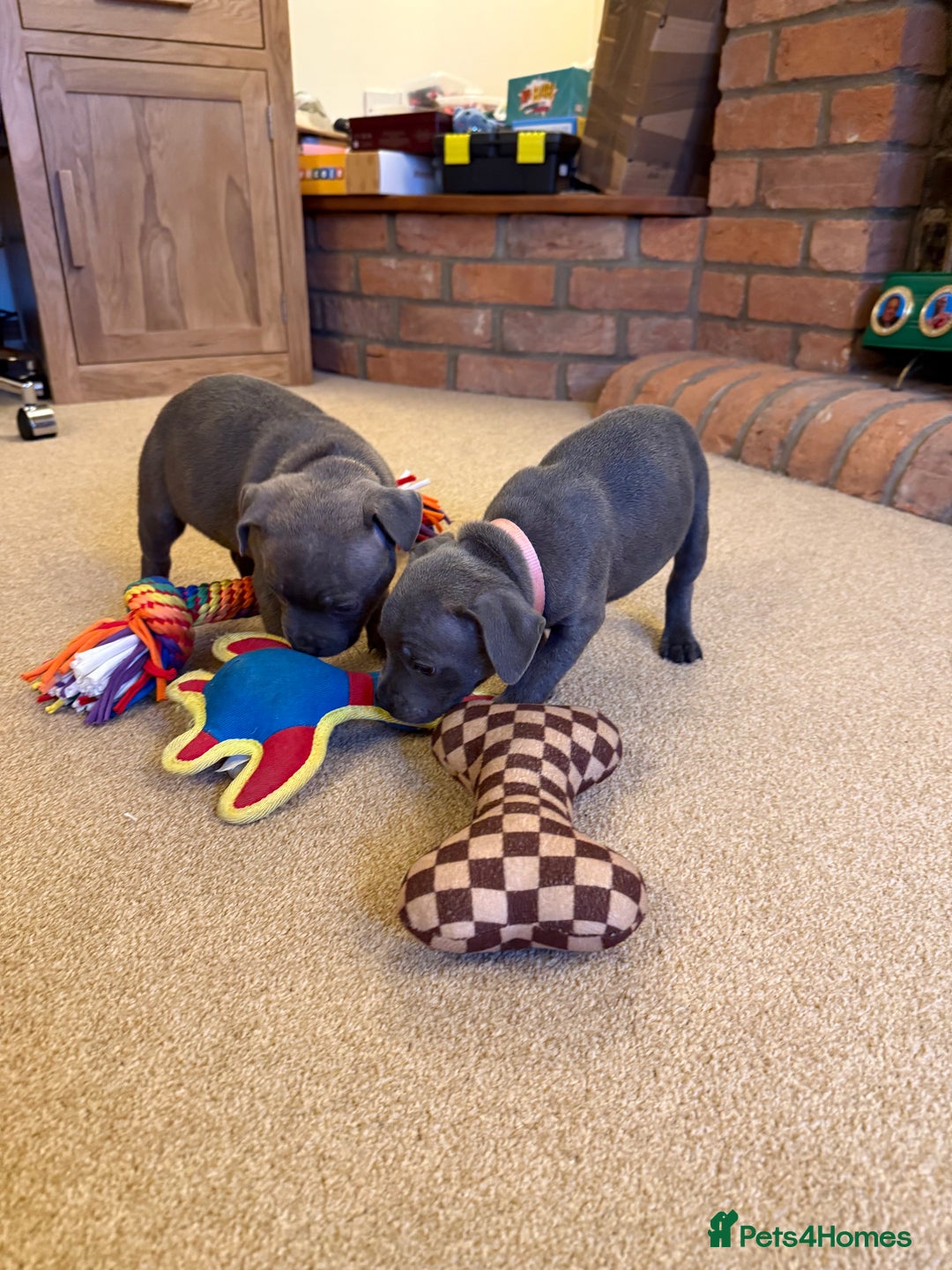 Staffordshire Bull Terrier dogs for sale: Health Tested Clear Staffordshire Bull Terrier's - Advert 6