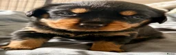 Rottweiler dogs for sale: 2 Gorgeous full pedigree Rottweiler puppies left  - Advert 13
