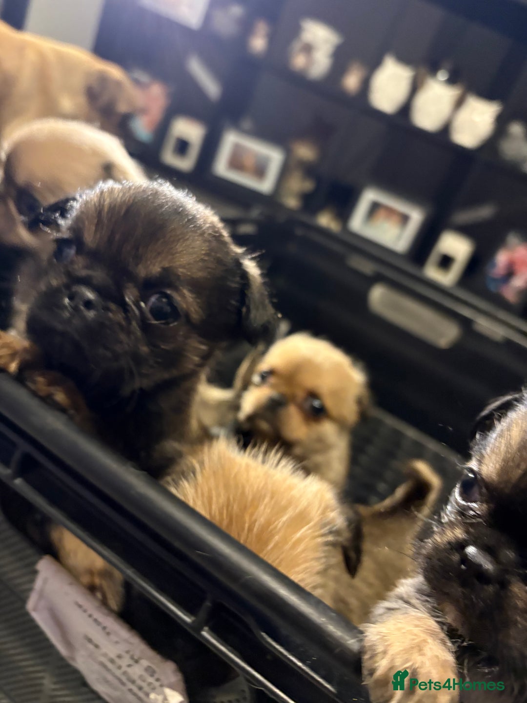 Griffon Bruxellois dogs for sale: Brussels griffons  - Advert 12