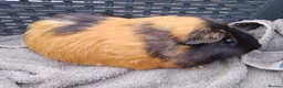 Guinea Pig rodents for sale: Baby & Adults sows available  - Advert 4
