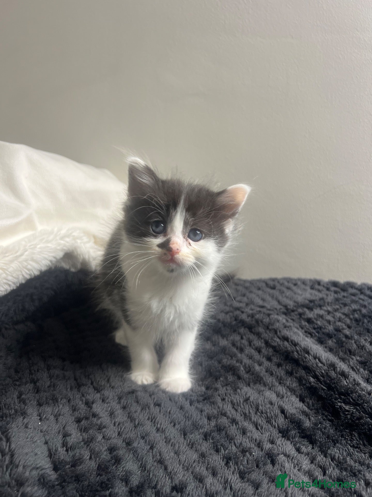 Mixed Breed cats Mixed breed kittens for sale - Advert 7