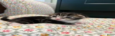 Dark Tabby Male, White Neck American Shorthair Kitten