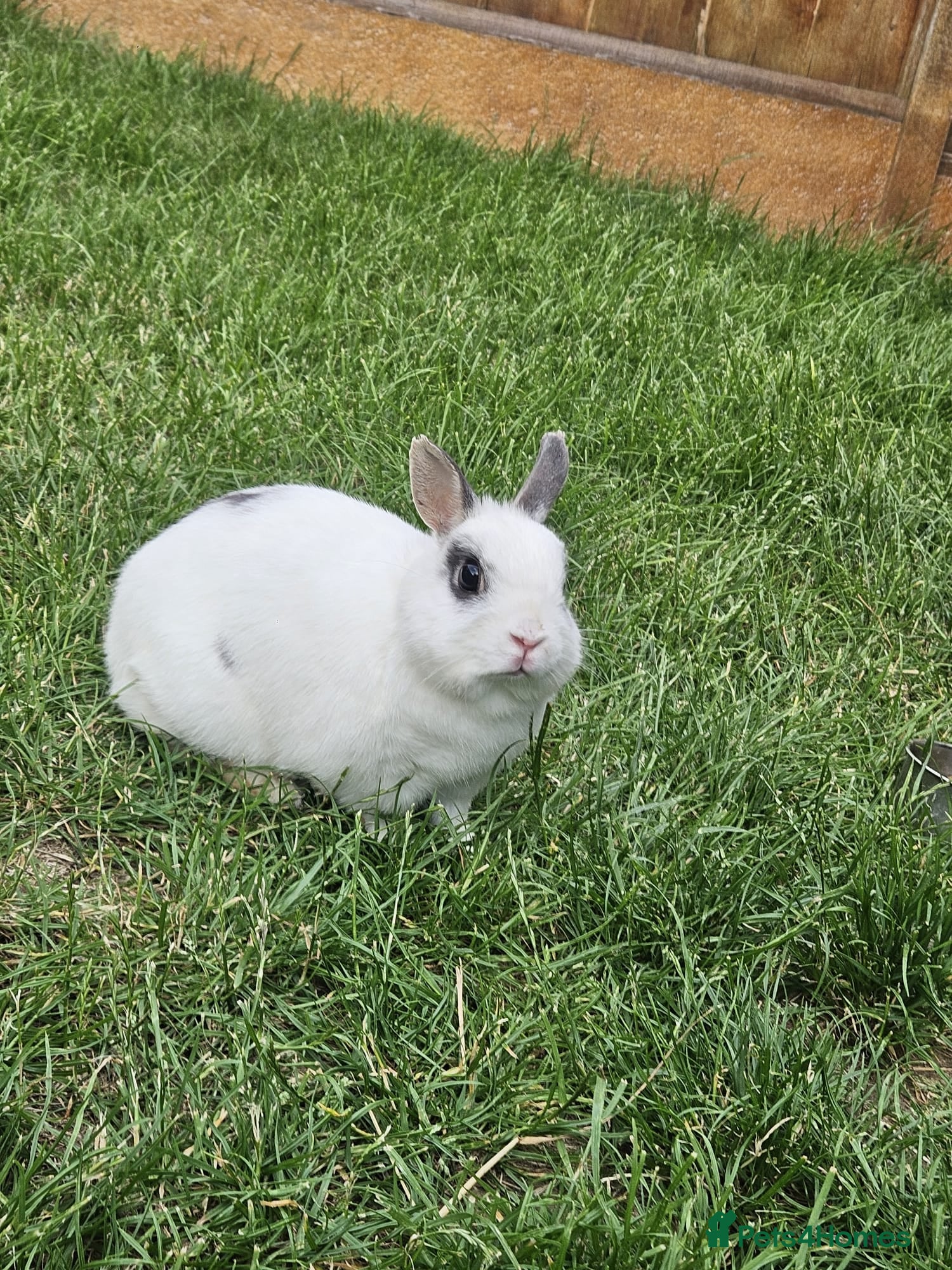 Netherland Dwarf rabbits 2 Female Netherland Dwarf Rabbits - Advert 1