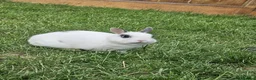 Netherland Dwarf rabbits for sale: 2 Female Netherland Dwarf Rabbits in Northampton - Advert 1