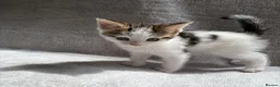 Mixed Breed cats for sale: Adorable Kittens Looking for Their Forever Home - Advert 18