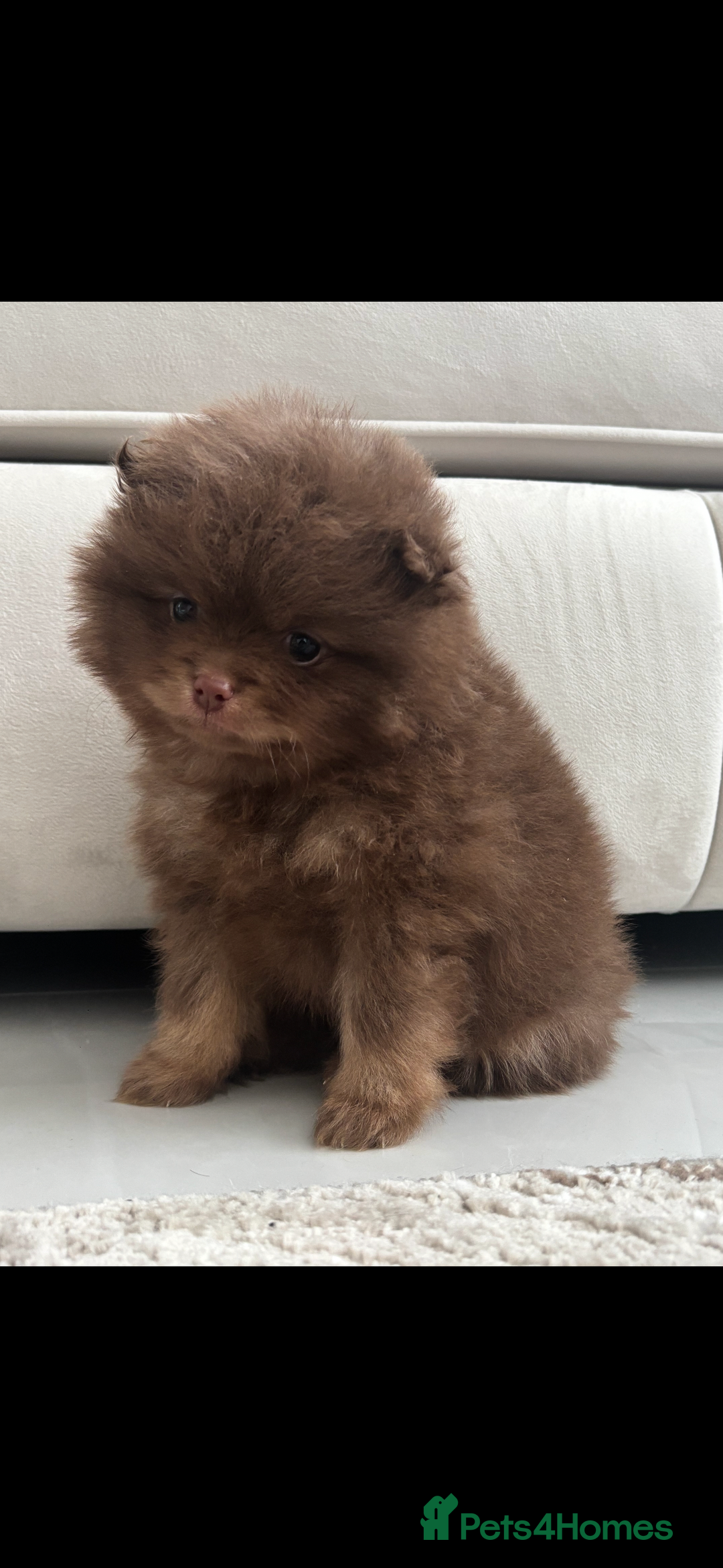 Pomeranian dogs for sale: Male Pomeranian puppy in Liverpool - Image 5