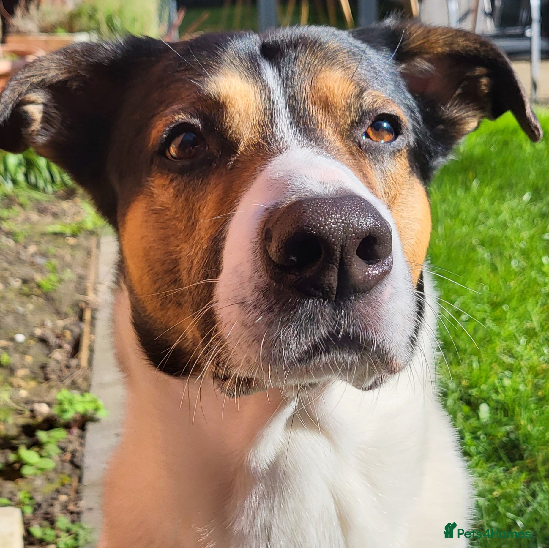 Mixed Breed dogs 6 year old male - Advert 5