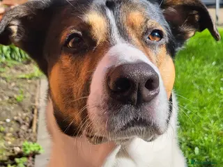 Mixed Breed dogs 6 year old male - Advert 5