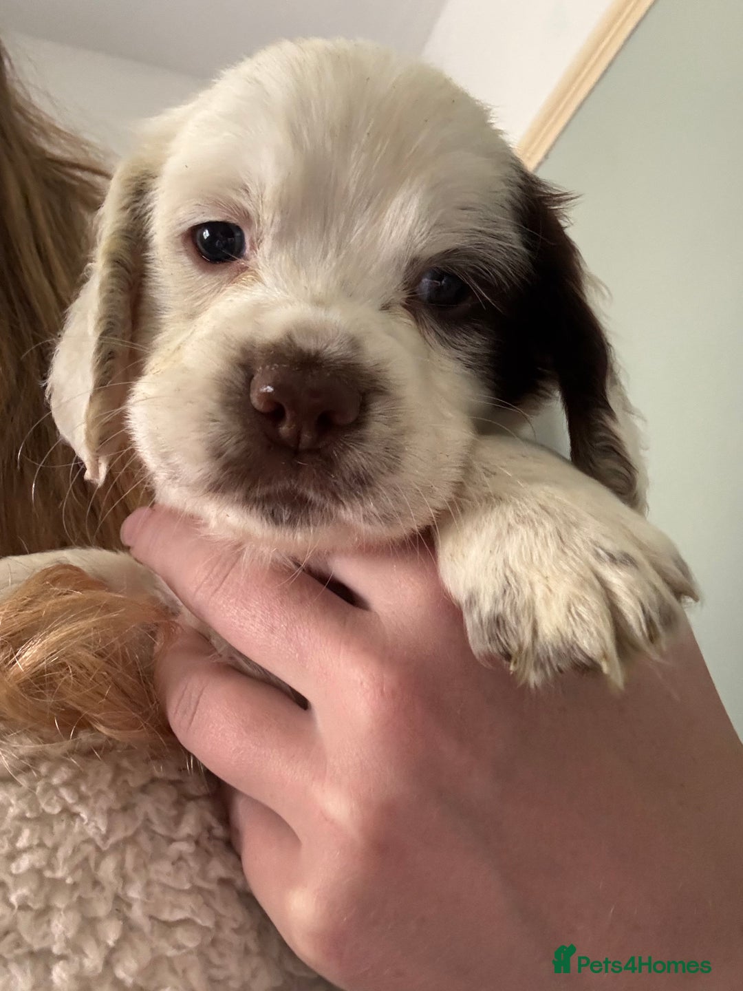 Cocker Spaniel dogs for sale: Gamekeeper bred cockers  - Image 5