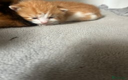 Mixed Breed cats for sale: 3 kittens for sale  - Image 12