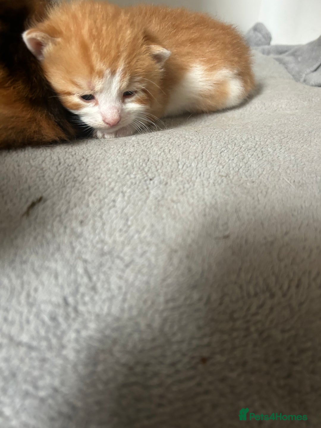 Mixed Breed cats for sale: 3 kittens for sale  - Image 12