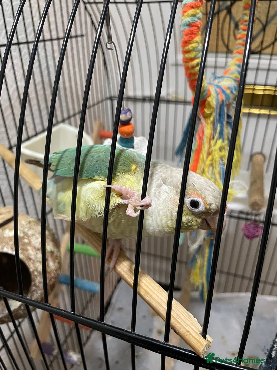 Conures birds for sale: 100% Silly tame conure  - Advert 7