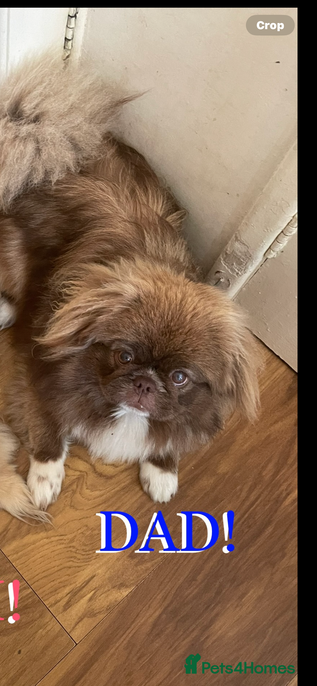 Pekingese dogs for sale: Pekingese puppy  - Advert 7