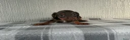 Jackshund dogs for sale: Beautiful jackshund puppies  in Cambridge - Advert 9
