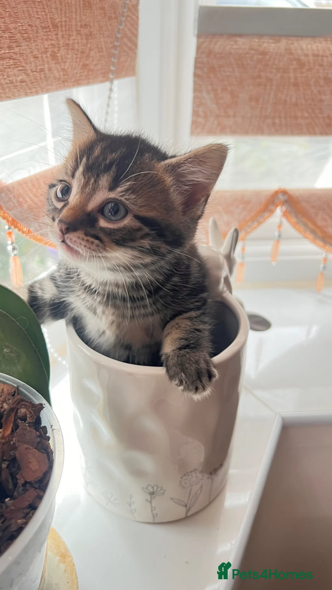 British Longhair cats for sale: Small taby kittens long hair london ready now - Advert 2