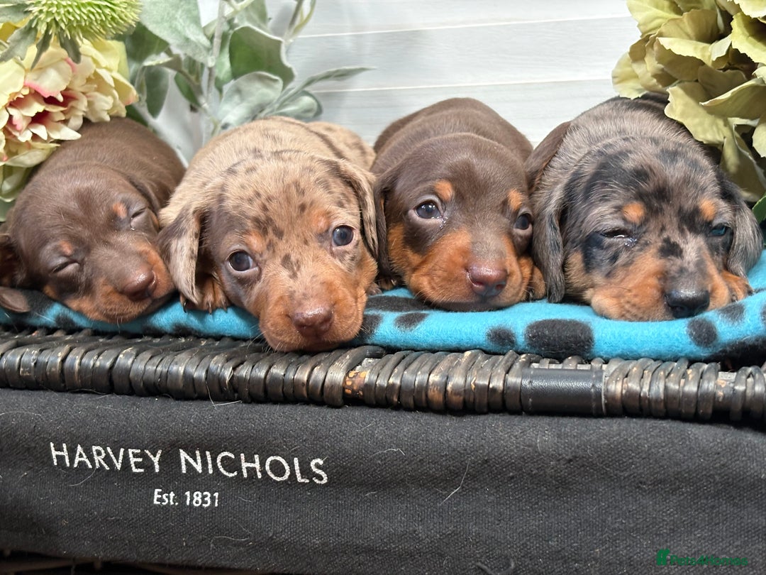 Miniature Dachshund dogs for sale: Miniature Daschund KC. PRA-OI-CRD-PRA-NCL - Image 26