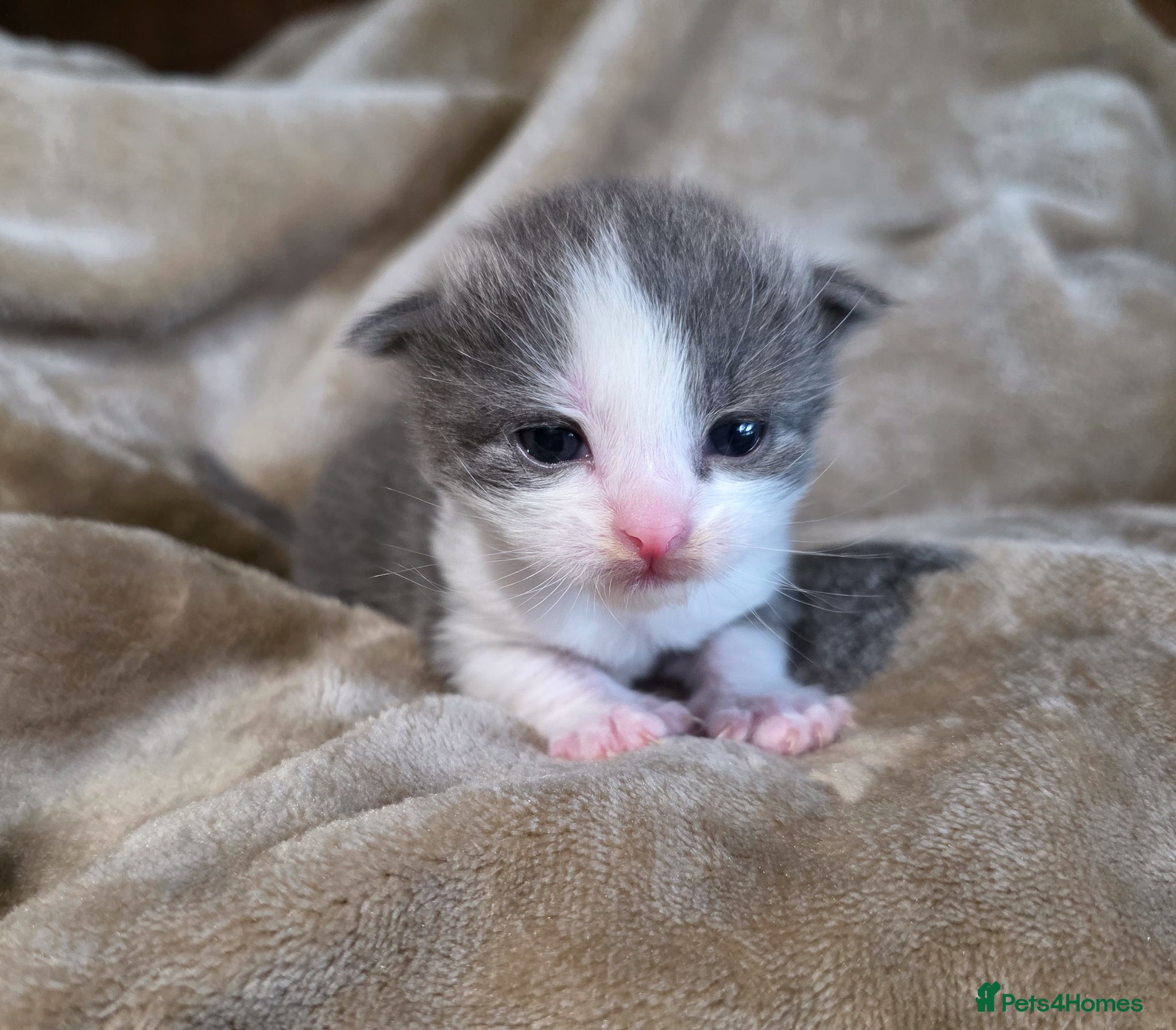 Mixed Breed cats for sale: Tabby farm kittens  - Advert 22