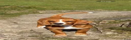 Bocker dogs for sale: 5 month old Bocker puppy - Advert 7