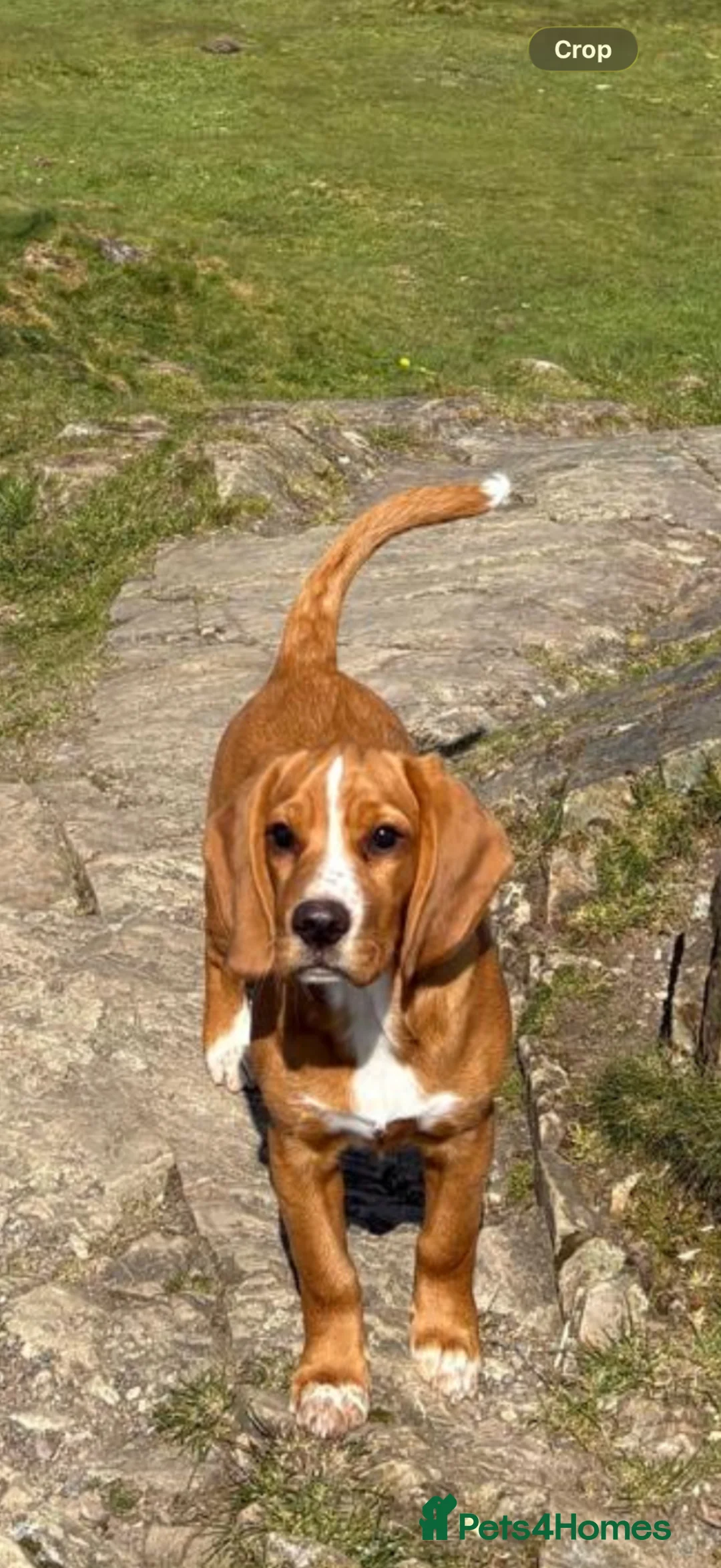 Bocker dogs for sale: 5 month old Bocker puppy - Advert 7