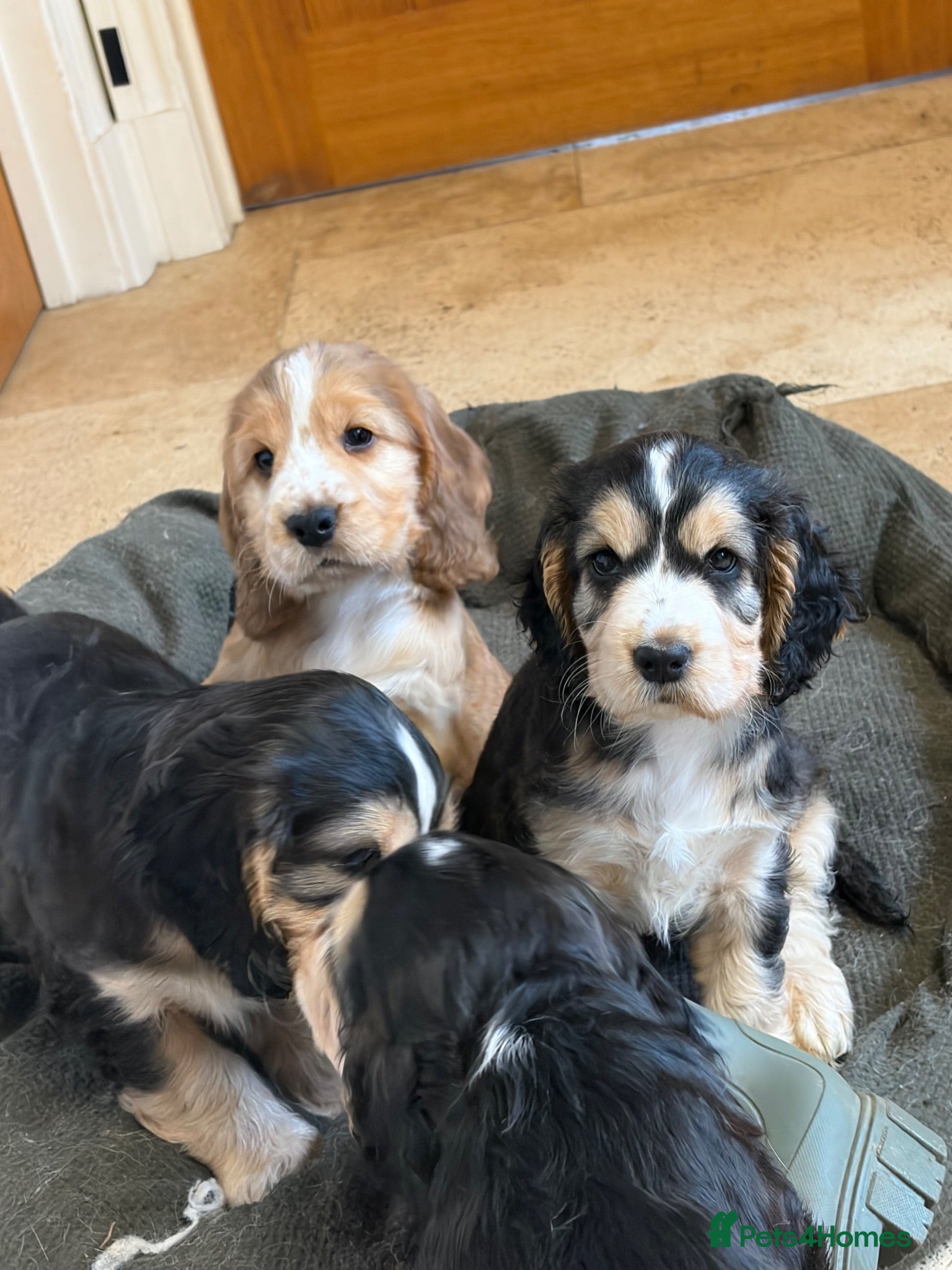 Cocker Spaniel dogs Stunning litter of show cocker puppies  - Advert 1