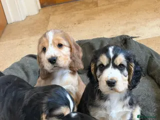 Cocker Spaniel dogs Stunning litter of show cocker puppies - Advert 1